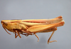 Cocytotettix intermedia (Bruner, 1900): female. (Otu).