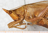 CollectionObject 1531618; NMW 23084, a66a4119-2105-4adf-a34e-cf5d9ef9e7ff: male, lateral view (lectoytype). (CollectionObject).