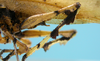 CollectionObject 1542954; DEES MZLQ-I0027'', 8319433e-ad07-477e-8638-cd84460fbc04: male, midleg lateral view (paratype). (CollectionObject).