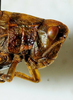 CollectionObject 1498700; 7a89fd7a-e56b-4c03-80b6-015f831b3428: female head and pronotum, lateral view. (CollectionObject).