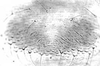 Connective. on Aphis (Bursaphis) oenotherae Oestlund, 1887 alate viviparous female: Hairs on subgenital plate of A. oenotherae. (Observation).