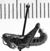 CollectionObject 1543664; 3275b753-10a0-4e4b-a355-88ae20439971: Image Carbonell, C.S. male, lateral view (lectoallotype). (CollectionObject).