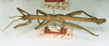 CollectionObject 1558645; 47df5a45-51cd-41d3-b65b-1d18ca544fa5: copyright NHRS, Stockholm. male, lateral view (syntype). (CollectionObject).;CollectionObject 1558646; 7577d54d-5490-47e5-9543-576e5154d030: copyright NHRS, Stockholm. male, lateral view (syntype). (CollectionObject).