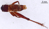 CollectionObject 1522825; acd5b3c7-da1a-4daa-927c-9946a1473a30: Male, dorsal view (holotype). (CollectionObject).