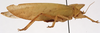 CollectionObject 1534697; b00373bf-7642-4342-81e4-56659568cf88: male, lateral view (syntype). (CollectionObject).