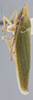 Habitus, lateral view on Draeculacephala robinsoni Hamilton, 1967: Lateral. Female identified as D. minor Ball, 1901. (Observation).