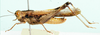 Morphacris fasciata (Thunberg, 1815): male, lateral view. (Otu).