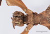 CollectionObject 1561255; 644c4590-2757-4037-a381-de6e390bf3b6: copyright SDEI. female: head & thorax, ventral view (holotype). (CollectionObject).