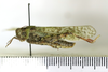 CollectionObject 1478475; c3b0559d-264d-44e9-af55-38dea6ae521d: male, lateral view (neotype of Oedipoda lugubris). (CollectionObject).