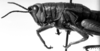 CollectionObject 1530377; f755f49f-5332-4471-9259-480a31a251a6: Image Carbonell, C.S. female head and pronotum, lateral view (syntype). (CollectionObject).