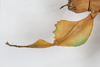 CollectionObject 1583623; Depo SF.DepoID 3768, Coll RC 17-015, fb9245b4-2cae-41eb-822a-8d701478cea6: copyright Montreal Insectarium Coll. female, left leg (holotype). (CollectionObject).
