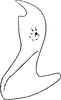 Stylus on Diplocolenus (Erdianus) sudeticus (Kolenati, 1860): Stylus. (Observation).