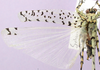 CollectionObject 1496447; 1e0dcbdf-084a-4d26-8d92-32dcd963ce4f: male, dorsal view. (CollectionObject).