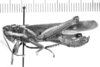 CollectionObject 1567234; 82fefe43-f739-4788-94db-57d419fd9969: male, lateral view (syntype). (CollectionObject).