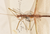 CollectionObject 1561858; 7a1f736b-dfcd-4b6c-b3a4-632a52820791: copyright OUMNH. male: head & thorax, dorsal view (holotype). (CollectionObject).