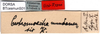 CollectionObject 1500518; c8466fbb-9028-491c-b762-6ff56b613eef: labels (syntype of Cestromoecha mundamensis). (CollectionObject).