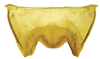 Sternite VII (female) on Caetana pulchra Domahovski, Gonçalves, Takiya & Cavichioli, 2019: Female paratype [DZRJ]: sternite VII, ventral view. (Observation).
