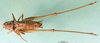 CollectionObject 1500574; b8630e62-af83-4625-8e2b-d43157206513, DORSA BTdeclouHTM: male, dorsal view (holotype). (CollectionObject).