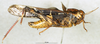 CollectionObject 1568990; 345c873d-04a0-412a-a062-3d061522b4d0: male, lateral view (paratype of Gastrimargus africanus var. zebrata). (CollectionObject).