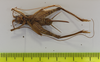 CollectionObject 1583437; 76c46bb3-cd92-42e1-8ac3-982d0c2c6c54: female, ventral view (paratype). (CollectionObject).