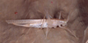 Chandozhinskia bivittata bivittata (Bey-Bienko, 1957): female. (Otu).