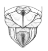 Neopedies brunneri (Giglio-Tos, 1894): Fig. 13. male abdomen tip, dorsal view. (Otu).