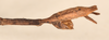 CollectionObject 1558797; cb2dc274-79e3-40d5-9637-7bb0504b9e25: copyright OUMNH. male: end of abdomen, lateral view of Necroscia phaetusa (holotype). (CollectionObject).