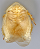 CollectionObject 1567091; 07ec3503-e40b-466d-a752-de4c7bcdc48c: Photo by Heidi Hopkins. Holotype, adult male, dorsal habitus. (CollectionObject).