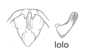Melanoplus lolo Otte, 2012: male genitalia. (Otu).