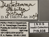 Other on Diestostemma stesilea Distant, 1908: Labels. Labels for the specimen used for the dorsal, lateral and face images. (Observation).