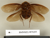 CollectionObject 1572920; 2a415557-c0da-42c3-a050-49f42adceaf4: Copyright Natural History Museum, London. Non-type (adult male) in BM(NH). Ventral view. (CollectionObject).