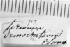 CollectionObject 1540925; 19dc0e2d-54fe-475b-b8ff-3fc6afb44681: Image, Carbonell, C.S. label (lectotype). (CollectionObject).