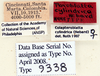 Colapteroblatta cylindrica (Hebard, 1919): Photo by Heidi Hopkins. labels. (Otu).