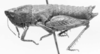 CollectionObject 1523810; 4e2a2b50-3a14-4754-8274-a5b89770b656: female, lateral view (holotype). (CollectionObject).