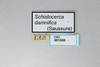 CollectionObject 2867362; CNCI 981508, 4b028481-e7e4-4d6d-bb01-8c40ea5e0b38: Schistocerca damnifica. (CollectionObject).