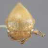 Head on Anisostylus elongatulus Caldwell, 1949 now Anisostylus fulgidus (Ball, 1937): (Observation).