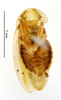 Balta spuria (Brunner von Wattenwyl, 1865): CC BY-NC-ND 4.0/MNHN - Depraetere Marion - 2014. Type, male, of spuria Brunner von Wattenwyl, 1865. Specimen number: MNHN-EP-EP1540. http://coldb.mnhn.fr/catalognumber/mnhn/ep/ep1540. (Otu).