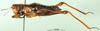 CollectionObject 1501644; 0a8de2bb-7176-44ec-8def-73e24ad81b91, DORSA BA000166S01: female, lateral view (holotype). (CollectionObject).