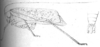 Molpa bilineolata Walker, 1870: Fig. 10 [left portion distorted]. Pyrgophylax ceylonicus, dorsal view of female (tegmen length 33 mm) and male abdomen tip. (Otu).