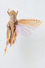 CollectionObject 1597121; fa317596-8e04-4f47-b983-c8c76f2b4dbf: dorsal view of male paratype. (CollectionObject).