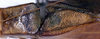 CollectionObject 1532155; NMW 7157, aeb7b1f3-e969-4555-8e71-6792f34baa5e: male pronotum and stridulatory area, dorsal view (syntype). (CollectionObject).