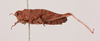 CollectionObject 1518648; 8eaa9b43-f508-44ee-850c-22fd793d24c9, NHMUK013806039: female, lateral view (holotype). (CollectionObject).