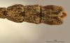 CollectionObject 1557636; 53c90a23-88f5-4740-acf4-a9ed4b7c3302: copyright RBINS Brussels. male end of abdomen, dorsal view (holotype). (CollectionObject).
