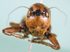 CollectionObject 1500475; 729457e7-0741-4169-95a2-4f9641144756: female, frontal view (syntype of Pholidoptera dalmatica maritima). (CollectionObject).