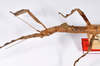 CollectionObject 1559464; b7c94d0d-8338-4d5b-93e6-57b6c0da12d6: copyright ZMHB, Berlin. female: head & thorax, lateral view of synonym Prisomera strumosus (holotype). (CollectionObject).