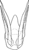 Aedeagus, ventral view: !! display not done !! on Opsius heydeni (Lethierry, 1876): Aedeagus, ventral view (O. lethierryi). (Observation).