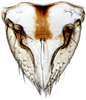 Subgenital plate: Athysanus argentarius, valve and subgenital plates, ventrally (INHS). (Observation).