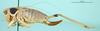 CollectionObject 1502706; 1ddbe4a2-c5d0-434b-be0d-67cc0ff91260: female, lateral view (paratype). (CollectionObject).