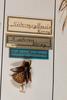 CollectionObject 1531178; 619395ac-4583-40c9-8695-d931579130f0: male, on drawer (holotype). (CollectionObject).