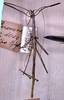 CollectionObject 1560759; 48411a69-dd5f-431a-adbc-4d18ca490cf9: copyright MSNG. female nymph (holotype). (CollectionObject).